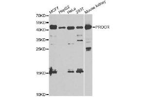 Western blot analysis of extracts of various cell lines, using PROCR antibody.
