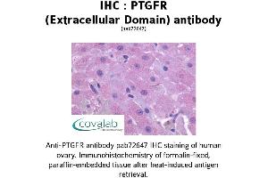 Image no. 1 for anti-Prostaglandin F Receptor (FP) (PTGFR) (2nd Extracellular Domain) antibody (ABIN1738572) (PTGFR anticorps  (2nd Extracellular Domain))