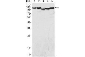 Western blot analysis using LSD1 mouse mAb against COS (1), Hela (2), NIH/3T3 (3), A549 (4) and Jurkat (5) cell lysate.