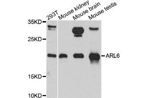 Western blot analysis of extracts of various cell lines, using ARL6 antibody. (ARL6 anticorps  (AA 1-186))