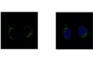 ICC/IF Image GCP2 antibody [N1N2], N-term detects TUBGCP2 protein at centrosome by confocal immunofluorescent analysis. (TUBGCP2 anticorps  (N-Term))