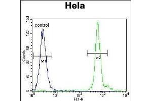 anti-EMG1 Nucleolar Protein Homolog (EMG1) (AA 104-133) antibody