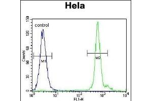 EMG1 Antibody (Center) (ABIN655081 and ABIN2844713) flow cytometric analysis of Hela cells (right histogram) compared to a negative control cell (left histogram). (EMG1 anticorps  (AA 104-133))