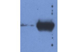 Detection of IgG light chain in reduced samples of Fetal Calf Serum (left lane) and Bovine Serum (right lane) by antibody IVA285-1. (Souris anti-Boeuf (Vache) Ig Light Chains Anticorps)