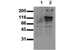 Western Blotting (WB) image for anti-M-Cadherin (CDH15) (Extracellular Domain) antibody (ABIN126736) (CDH15 anticorps  (Extracellular Domain))
