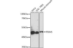 Western blot analysis of extracts of various cell lines, using TRIM5 Rabbit pAb (ABIN7270992) at 1:1000 dilution. (TRIM5 anticorps  (AA 100-200))