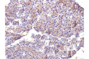 Formalin-fixed, paraffin-embedded Rat Pancreas stained with Spectrin beta III Monoclonal Antibody (SPTBN2/1584).