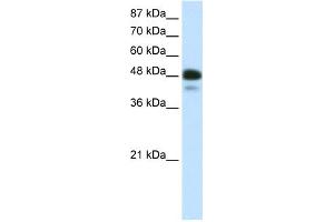 WB Suggested Anti-NEUROD2 Antibody Titration:  0. (NEUROD2 anticorps  (N-Term))