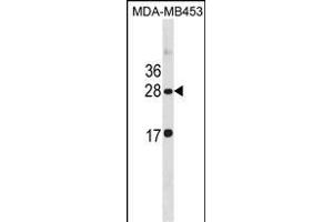 CLDN14 Antibody (C-term) (ABIN1881208 and ABIN2838931) western blot analysis in MDA-M cell line lysates (35 μg/lane). (CLDN14 anticorps  (C-Term))