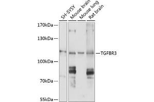 Western blot analysis of extracts of various cell lines, using TGFBR3 antibody (ABIN1683014, ABIN5663727, ABIN5663729 and ABIN6213905) at 1:1000 dilution. (TGFBR3 anticorps  (AA 140-340))