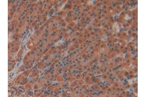 IHC-P analysis of Rat Stomach Tissue, with DAB staining. (IL22RA2 anticorps  (AA 30-228))