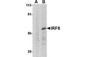 Western Blotting (WB) image for anti-Interferon Regulatory Factor 8 (IRF8) (C-Term) antibody (ABIN1030453) (IRF8 anticorps  (C-Term))