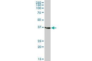 GAPDH MaxPab rabbit polyclonal antibody. (GAPDH anticorps  (AA 1-335))