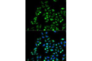 Immunofluorescence analysis of HeLa cells using CD274 antibody (ABIN5997392). (PD-L1 anticorps)