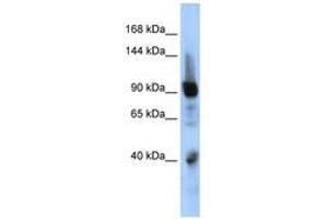 Image no. 1 for anti-Zinc Finger Protein 507 (ZNF507) (AA 575-624) antibody (ABIN6740447) (ZNF507 anticorps  (AA 575-624))
