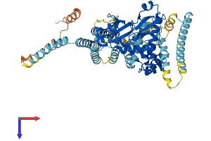 AlphaFold protein structure predicition of Mouse Recombinant Adck5 Protein, UniprotID Q80V03