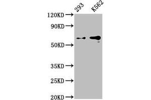 Western Blot Positive WB detected in: 293 whole cell lysate, K562 whole cell lysate All lanes: GPC3 antibody at 0. (Recombinant Glypican 3 anticorps)