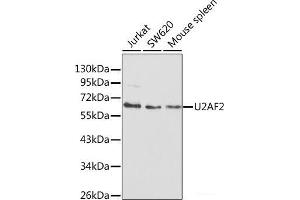 Western blot analysis of extracts of various cell lines using U2AF2 Polyclonal Antibody at dilution of 1:1000. (U2AF2 anticorps)