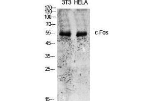 Western Blot (WB) analysis of specific cells using c-Fos Polyclonal Antibody. (c-FOS anticorps  (Ser389))