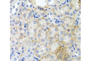 Immunohistochemistry of paraffin-embedded Mouse kidney using PEX3 Polyclonal Antibody at dilution of 1:100 (40x lens). (PEX3 anticorps)