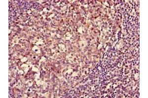 Immunohistochemistry of paraffin-embedded human tonsil tissue using ABIN7155590 at dilution of 1:100