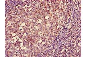 Immunohistochemistry of paraffin-embedded human tonsil tissue using ABIN7155590 at dilution of 1:100 (HLA-DQA1 anticorps  (AA 24-213) (Biotin))