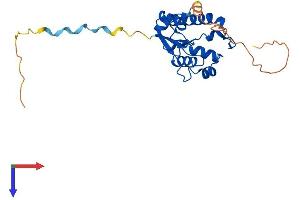 AlphaFold protein structure predicition of Mouse Recombinant N4bp2l1 Protein, UniprotID Q3V2Q8