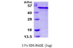 SDS-PAGE (SDS) image for Reticulocalbin 2, EF-Hand Calcium Binding Domain (RCN2) (AA 26-317) protein (His tag) (ABIN667896) (RCN2 Protein (AA 26-317) (His tag))