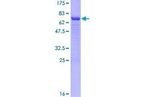 Image no. 1 for NCK Adaptor Protein 1 (NCK1) (AA 1-377) protein (GST tag) (ABIN1312103)