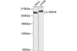 Western blot analysis of extracts of various cell lines using PRPF8 Polyclonal Antibody at dilution of 1:1000. (PRPF8 anticorps)