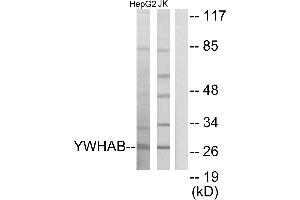 Western blot analysis of extracts from HepG2 cells and Jurkat cells, using 14-3-3 β antibody. (YWHAB anticorps)