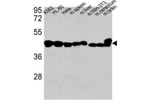 Western blot analysis of anti-ACTB Antibody (ABIN658990 and ABIN2838035) in K562, HL-60,Hela cell line, mouse spleen, mouse liver tissue lysates, mouse NIH-3T3 cell line lysate and mouse cerebellum, mouse brain tissue lysates (35 μg/lane).