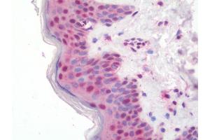 Anti-ZMAT2 antibody IHC staining of human skin.