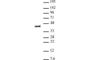 IRF-2 pAb tested by Western blot. (IRF2 anticorps  (C-Term))