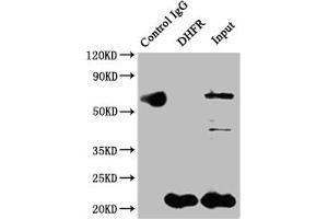 Immunoprecipitating DHFR in Hela whole cell lysate Lane 1: Rabbit control IgG instead of ABIN7127454 in Hela whole cell lysate.