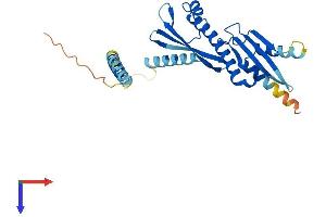 AlphaFold protein structure predicition of Mouse Recombinant Cenpo Protein, UniprotID Q8K015