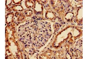 IHC image of ABIN7153823 diluted at 1:150 and staining in paraffin-embedded human kidney tissue performed on a Leica BondTM system. (RABGGTA anticorps  (AA 1-200))