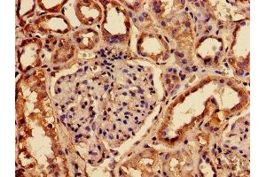 IHC image of ABIN7153823 diluted at 1:150 and staining in paraffin-embedded human kidney tissue performed on a Leica BondTM system. (RABGGTA anticorps  (AA 1-200))