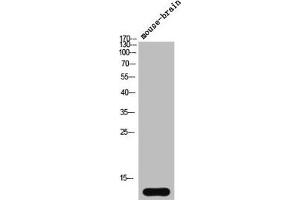 Western Blot analysis of mouse-brain cells using Synuclein-α Polyclonal Antibody (SNCA anticorps  (N-Term))