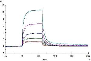 Human HVEM captured on Protein A chip, can bind Human CD160, His Tag with an affinity constant of 1.