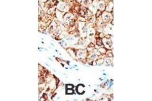 Immunohistochemistry (IHC) image for anti-Ubiquilin 1 (UBQLN1) antibody (ABIN2995228)