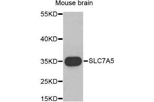 Western Blotting (WB) image for anti-Solute Carrier Family 7 (Cationic Amino Acid Transporter, Y+ System), Member 5 (SLC7A5) (AA 1-125) antibody (ABIN1682793) (SLC7A5 anticorps  (AA 1-125))