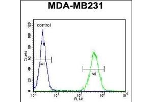 ST7 Antibody (Center) (ABIN654450 and ABIN2844184) flow cytometric analysis of MDA-M cells (right histogram) compared to a negative control (left histogram). (ST7 anticorps  (AA 169-197))