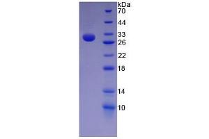 SDS-PAGE of Protein Standard from the Kit (Highly purified E.