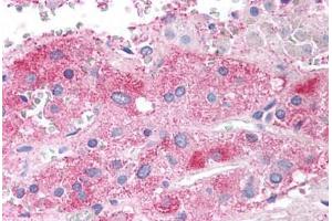 Human Adrenal Medulla (formalin-fixed, paraffin-embedded) stained with SEMA3E antibody ABIN297629 at 2. (SEMA3E anticorps  (AA 762-775))