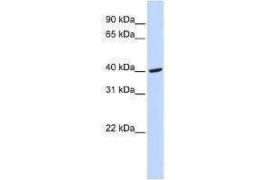 WB Suggested Anti-FGG Antibody Titration:  0. (FGG anticorps  (Middle Region))