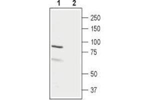 Western blot analysis of rat ovary lysate: - 1.