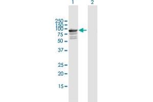 Western Blot analysis of TNXB expression in transfected 293T cell line by TNXB MaxPab polyclonal antibody. (TNXB anticorps  (AA 1-673))