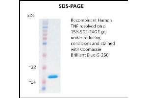 SDS-PAGE (SDS) image for Tumor Necrosis Factor alpha (TNF alpha) (Active) protein (ABIN5509391) (TNF alpha Protéine)