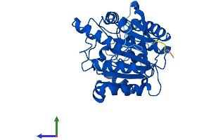 AlphaFold protein structure predicition of Mouse Recombinant Arg1 Protein, UniprotID Q61176